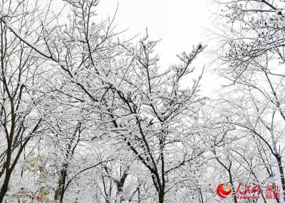 湖北保康迎大面积降雪：银装素裹 美景如画