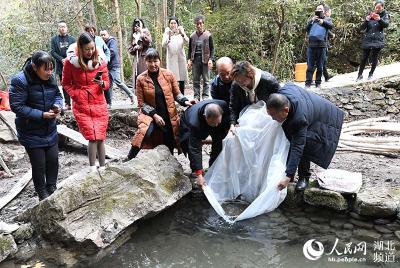 湖北保康：五道峡自然保护区放生娃娃鱼