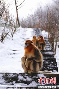 神农架国家公园：大规模人工补食助野生动物越冬
