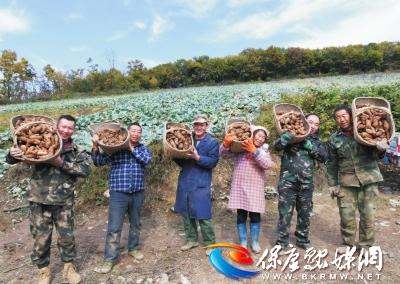 林下种植天麻 助农增收脱贫