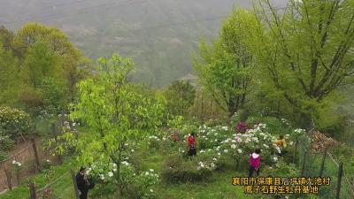 【融视界】湖北保康：芬芳四月  牡丹溢香