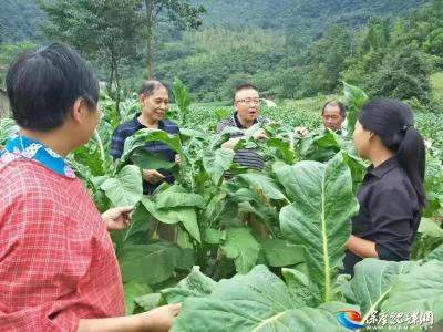 保康烟叶分公司：田间地头烤房炉前服务忙