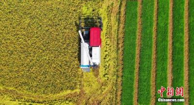 国家统计局解读：今年全国早稻播种面积稳中略降