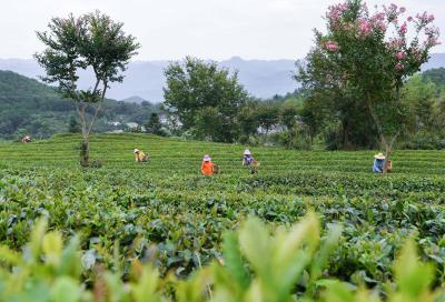 【奋斗百年路 启航新征程·走进乡村看小康】保康：秋茶飘香致富路  引领群众奔“钱程”