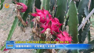 保康寺坪蒋口：火龙果进入采摘季