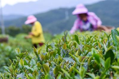 保康县3.6万亩秋茶迎来采摘旺季