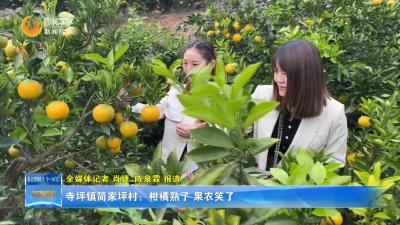 保康县寺坪镇简家坪村：柑橘熟了 果农笑了