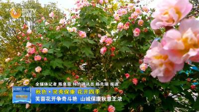 【秋色•灵秀保康 花开四季】芙蓉花开争奇斗艳  山城保康秋意正浓