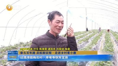 【奋斗百年路 启航新征程•走进乡村看小康】梅花村：草莓香飘致富路