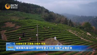 城关镇九皇山村：茶叶冬管正当时 培植产业蓄后劲