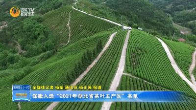 保康入选“2021年湖北省茶叶主产区”名单