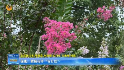 保康：紫薇花开“百日红”