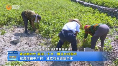 【建功新时代 喜迎二十大•蹲点乡村振兴】过渡湾镇中厂村：红皮花生喜获丰收