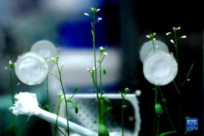 我国在问天实验舱开展拟南芥和水稻“从种子到种子”全生命周期实验