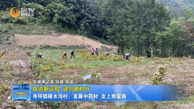 【奋进新征程 建功新时代】寺坪镇樟木沟村：发展中药材  走上致富路