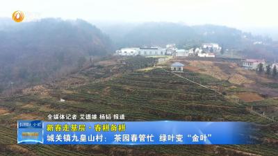 【新春走基层·春耕备耕】  城关镇九皇山村： 茶园春管忙  绿叶变“金叶”