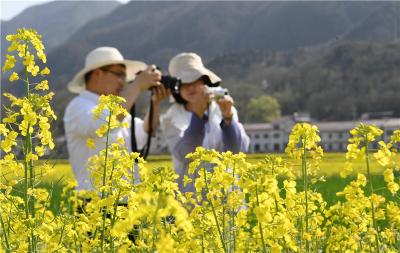 油菜花开美如画 遍地金黄染田间