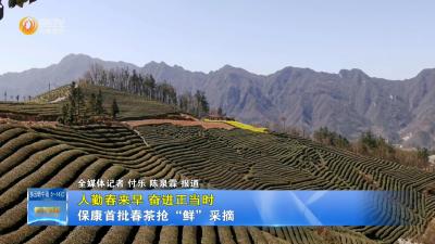 【人勤春来早 奋进正当时】保康首批春茶抢“鲜”采摘