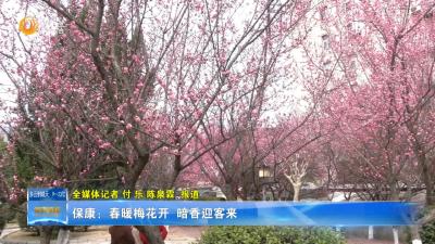 保康：春暖梅花开  暗香迎客来