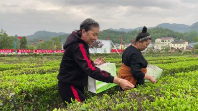 新闻特写：你采茶  我买单