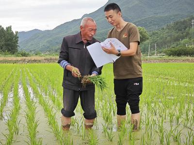 县气象局：直通式气象服务 抢抓农时助插秧