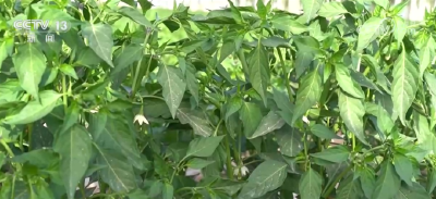 新疆阿克苏辣椒“夏管”关键期 农技员助力科学防治 