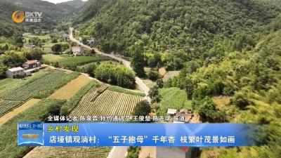 【乡村发现】店垭镇观淌村：“五子抱母”千年杏  枝繁叶茂景如画