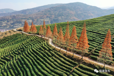 秋冬农业开发 | 给茶树“加餐”，为茶园“保洁”！保康向茶园冬管要效益