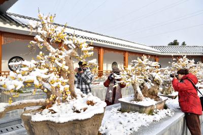 保康：蜡梅傲雪绽放  游客踏雪寻梅