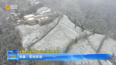 保康：雪润茶园