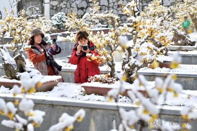 傲雪绽放，“梅”景如诗！来“蜡梅王国”，赴一场踏雪寻梅的浪漫之约 