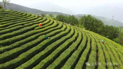 新春走基层 | 黄豆来“加餐”，来年茶更香！保康这个村，茶园提质增效有妙招……