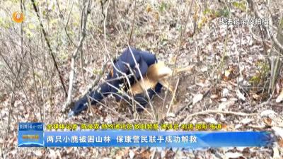 两只小麂被困山林  保康警民联手成功解救