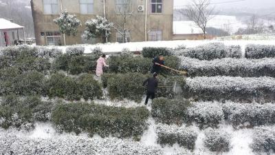 技术送下乡，抗寒有保障！保康近百支农技服务队深入田间地头为茶农支招……