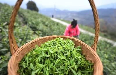 奋斗春天里丨人间有仙品，茶为草木珍！保康抢“鲜”采摘“明前茶”