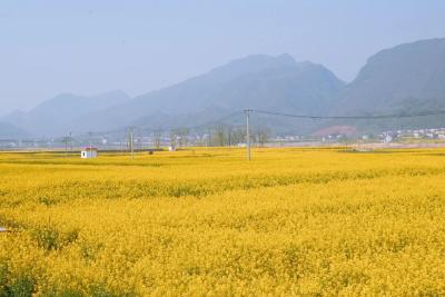 奋斗春天里丨无人机化身“护花使者”！保康油菜增产增收有“硬核”