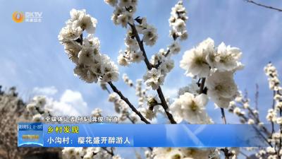 【乡村发现】小沟村：樱花盛开 游人陶醉