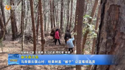 【奋斗春天里】马良镇云旗山村：给果树盖“被子”让蓝莓提品质