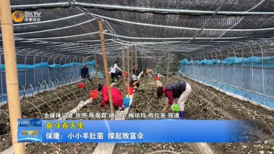 【奋斗春天里】保康：小小羊肚菌 撑起致富伞