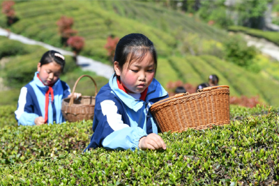 亲近自然，品味茶香！店垭镇这所小学把课堂“搬”进了茶园