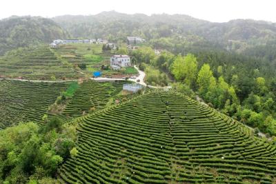 奋斗春天里｜一缕茶香引客来！在九皇山村，茶叶已成为村民增收致富的骨干产业