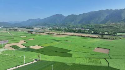 奋斗春天里 | 科学“飞防”，端稳“饭碗”！保康有效防治小麦病虫害