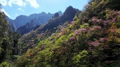 乡村发现 | 花开春意闹，沉醉不知归！保康“花事”连连……