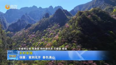 【乡村发现】保康：紫荆花开春色满山