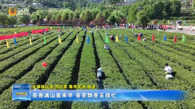 茶香满山客来早 春茶飘香采摘忙