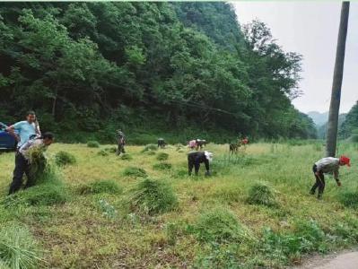 马桥镇大三沟村：镇村干部齐上阵 收割油菜庆丰收