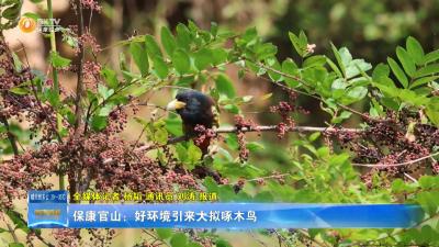 保康官山：好环境引来大拟啄木鸟