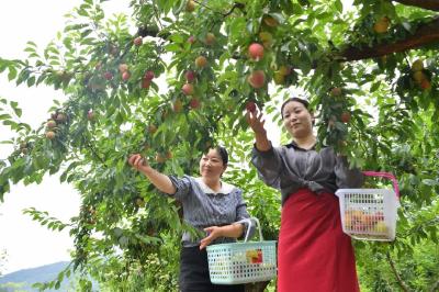 奋斗一“夏”｜与“李”相约，“桃”醉其中！夏天寻美味，保康这个村必须去…… 