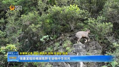 保康发现珍稀濒危野生动物中华斑羚