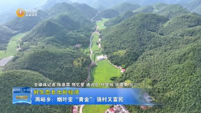 【好生态长出好经济】两峪乡：“烟叶”变“黄金”“强村”又“富民”